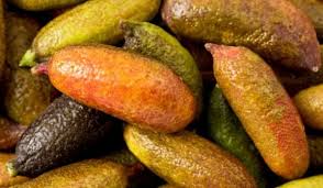We did not find results for: Finger Lime Tastycraze Com