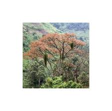 Image result for Entada abyssinica