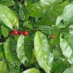 Image result for Olax gambecola