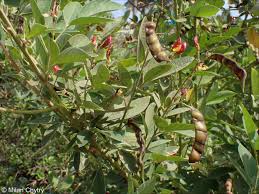 Image result for Cajanus cajan