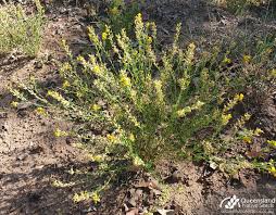 Image result for Crotalaria barkae