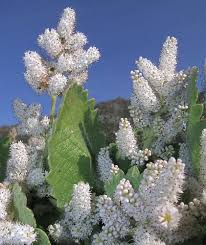 Image result for Platostoma strictum