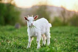14 187 Best Baby Goat Funny Images Stock Photos Vectors Adobe Stock