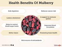 (make sure to watch in 4k/hd!) hey you! Mulberry Fruit Benefits And Its Side Effects Lybrate