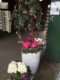 A Weeping Camellia Paired With Cyclamen In A Container The White Pot Makes The Dark Green Foliage Pop Container Gardening Garden Design Outdoor Garden