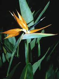 Pin On Gardening