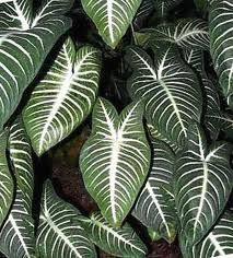 Xanthosoma Lindenii Magnificum Elephant Ear Live Plant Xanthosoma Lindenii Magnificum Elephant Ear Live Plant 7 99 Grape Vine Plant Plants White Plants