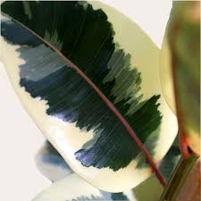 Image result for Ficus tesselata