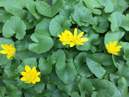 A perennial weed with yellow flowers. Lesser Celandine The Other Yellow Flower Weed Purelawn Cincinnati Dayton Organic Lawn Care Service