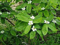 The medlar is a member of the rose, rosaceae family and until 1990 was thought to be the only medlar tree in existence. Mespilus Wikipedia