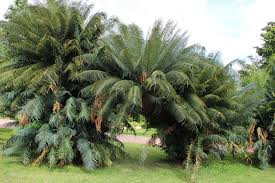 Image result for Cycas thouarsii
