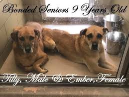 A Bonded Pair Of Senior Dogs Would Have Been Dumped In The Shelter Parking Lot Had Riverside Animal Shel Animal Shelter Donations Animal Shelter Animal Rescue