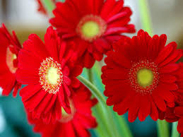 Image result for red flower images
