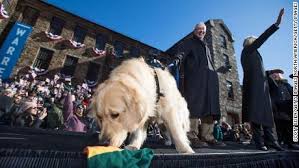 Elizabeth Warren S Golden Retriever Crashes Cnn Interview Cnn Video