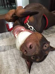 Doberman pinscher for adoption in vacaville california. 24 Reasons Dobermans Are Truly Scary Dangerous Dogs