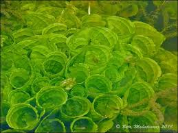 Image result for Ottelia exserta