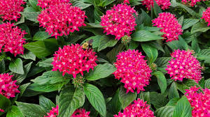 Image result for Pentas