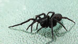 If You Must Kill That Spider The Best Way Is To Freeze It Smart News Smithsonian Magazine