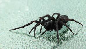 Are wolf spiders poisonous to cats? If You Must Kill That Spider The Best Way Is To Freeze It Smart News Smithsonian Magazine