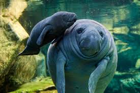 Manny the manatee is hard to find in the world, and even harder to find in the world of beanie babies. French Zoo Offers Rare Look At Baby Manatee Scientific American