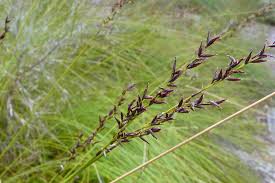 Image result for Schoenus