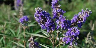 Image result for Vitex obovata