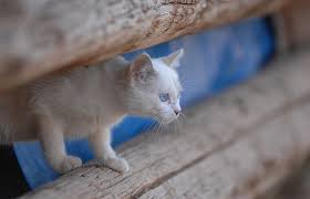 Come visit us and uncover the power of possible. Las Vegas Trap Neuter Return Best Friends Animal Society