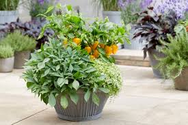 Image result for Ipomoea batatas pots