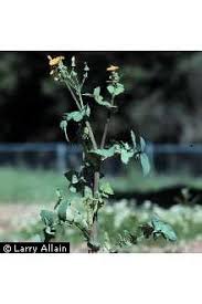 Image result for Sonchus oleraceus