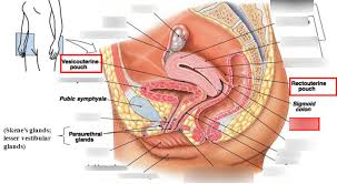 We did not find results for: Internal Female Reproductive System Diagram Quizlet
