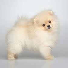 The average litter size for the german spitz klein breed is 1 to 5 puppies. German Spitz Breed Information Characteristics Heath Problems Dogzone Com