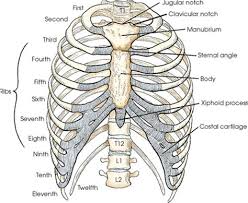 They also have a role in ventilation; Rib Cage Labeled Which Organ Sits In The V Part Of The Ribs Centaur The Rib Cage Protects The Organs In The Thoracic Cavity Assists In Respiration And