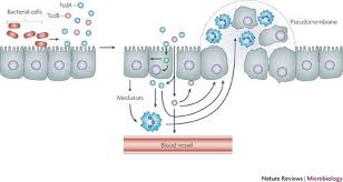 The treatment is a specific type of antibiotic that will kill the bacteria. Clostridium Difficile Associated Disease Microbewiki