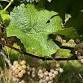 UGA Grape Meeting - Ellijay event image