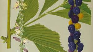 Image result for Caryota urens