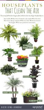 10 Best Houseplants That Clean The Air We All Know That Fresh Air Is Vital For Our Good Health But What If You R Plants Detox Your Home Air Purifying Plants