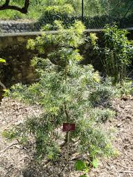 Image result for Afrocarpus