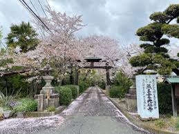 蔵王堂 光福寺の桜 – おでかけ京都ガイド｜kyotonavi