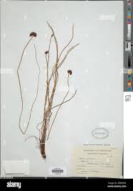 Image result for Schizaea pectinata