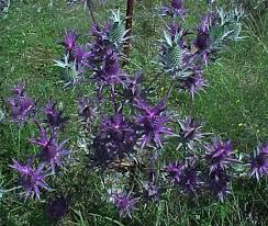 Image result for Buchnera crassifolia