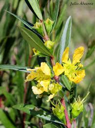 Image result for Heimia salicifolia