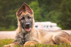 One could say it should be translated as jäger as it is the proper german name, and as the story has many german references. 84 Names For German Shepherds