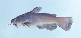 The current state record brown bullhead weighed 3.8 pounds. Black Bullhead Ichthyology