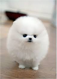 Make social videos in an instant: A White Baby Pomeranian Cute Animals Animals Baby Animals