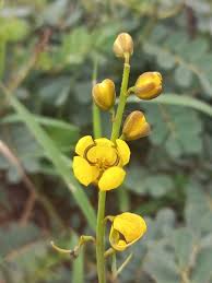 Image result for Senna italica