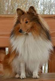 sheltie berger des shetland chien colley chien