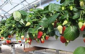 Give your native soil a boost by mixing in several inches of aged compost or other rich organic matter. Essentials For Growing Hydroponic Strawberries Successfully Hort Americas