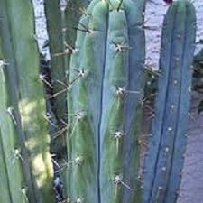 Can be grown as an annual. Trichocereus Bridgesii Seeds Bolivian Torch For Sale