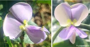 Image result for Vigna unguiculata