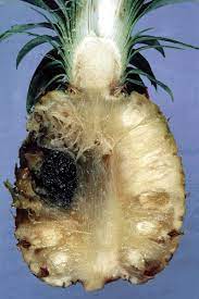 Pineapple black rot (190)